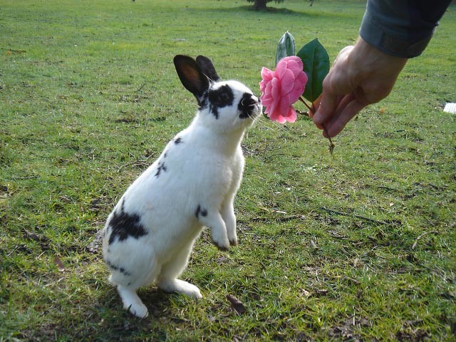 DHSI rabbit course image