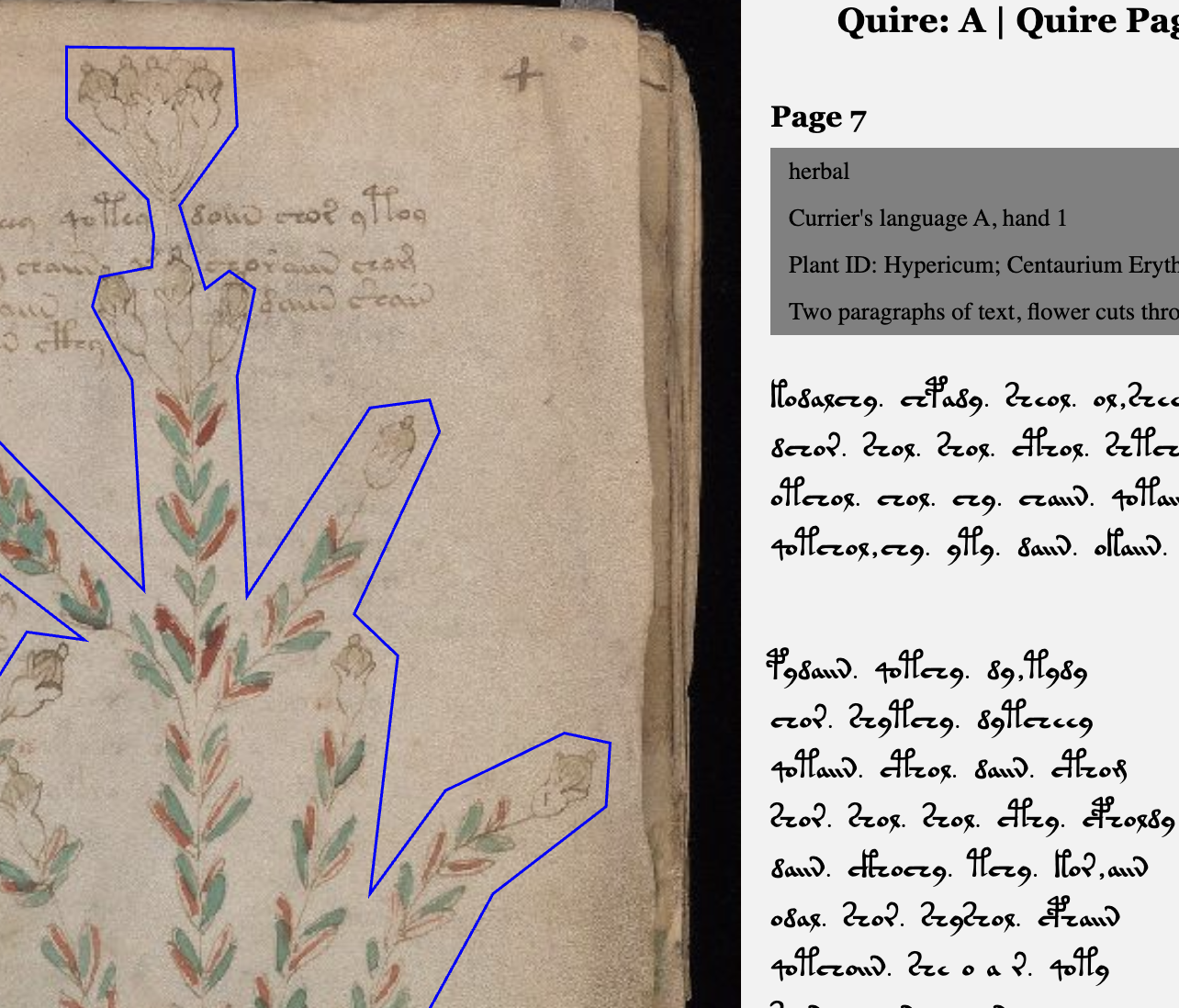 screen capture of DIGIT graduate Hadleigh Jae Bills' TEI edition of Voynich manuscript, showing a page facsimile on the left
                        with a marked plant image intersecting lines of text, and a portion of the edition data and metadata of that page